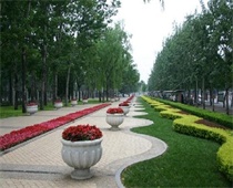 上海绿化工程效果展示